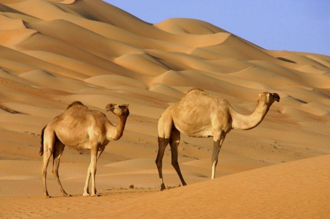 Camel’s Milk of the Garagum Desert