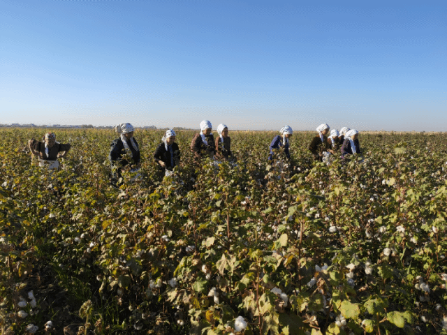 WAGYZ-NESIHAT EDILDI